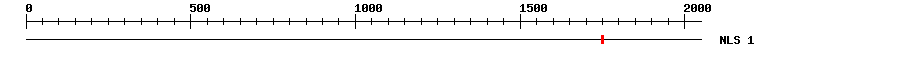 NLS