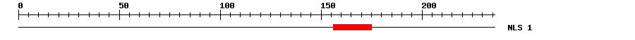 NLS