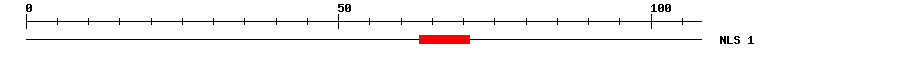 NLS
