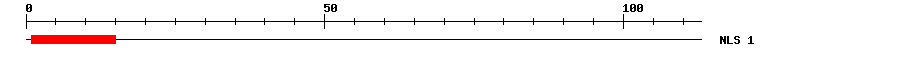 NLS