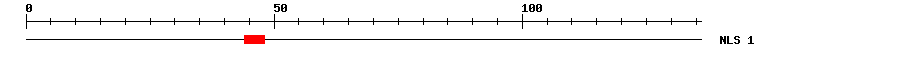 NLS
