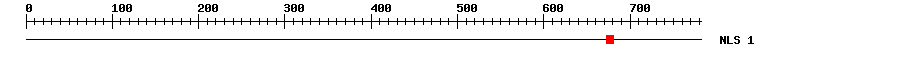 NLS