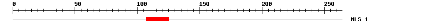 NLS