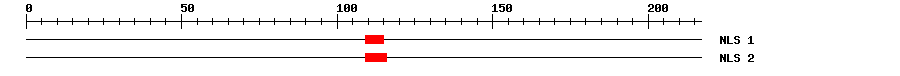 NLS
