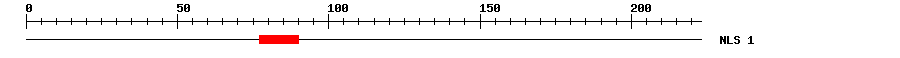 NLS