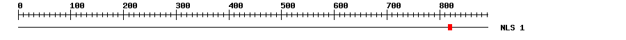 NLS
