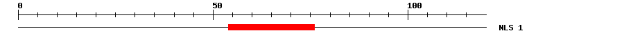 NLS