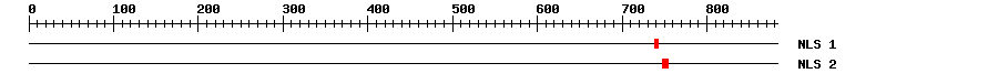 NLS