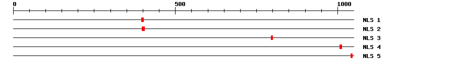 NLS