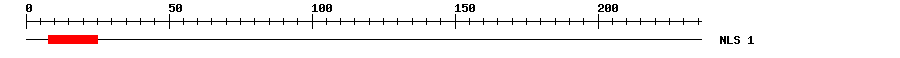 NLS