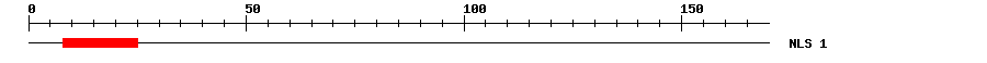 NLS