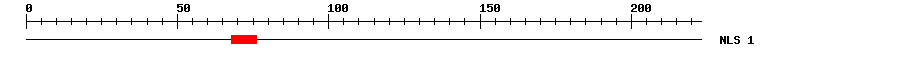 NLS