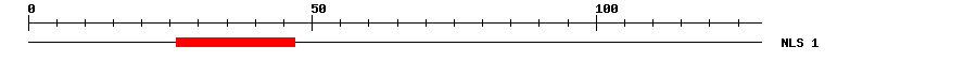 NLS