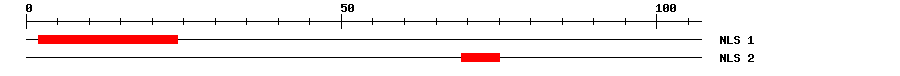 NLS