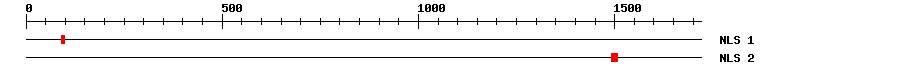 NLS