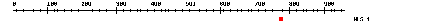 NLS