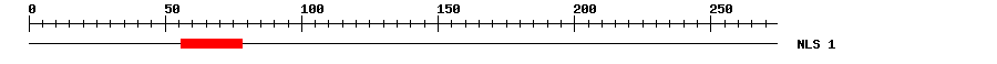 NLS