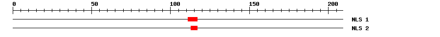 NLS