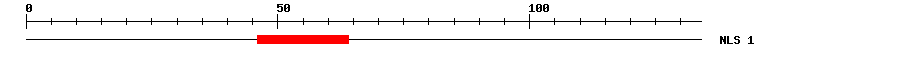 NLS