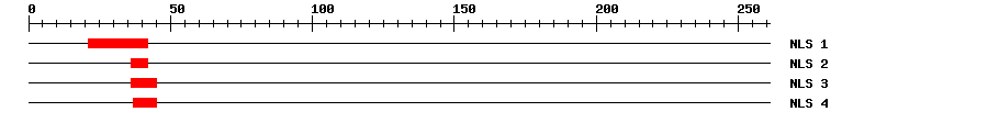 NLS