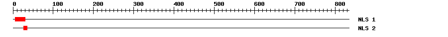 NLS