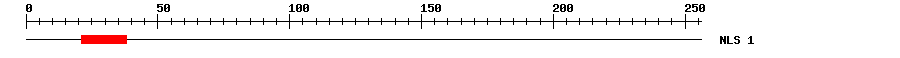 NLS