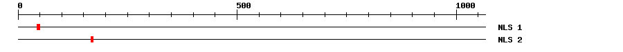 NLS