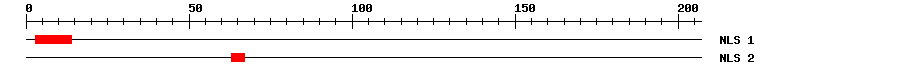 NLS
