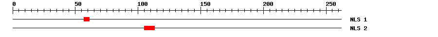 NLS