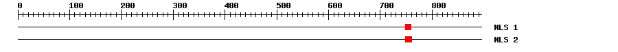 NLS