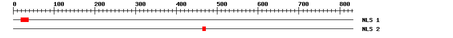 NLS