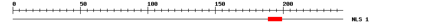 NLS