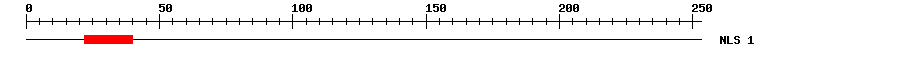 NLS