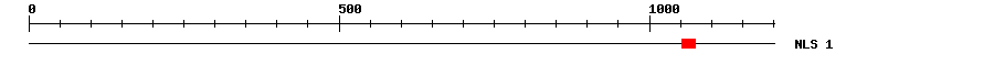 NLS