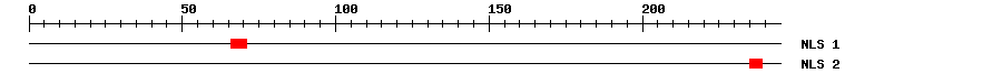 NLS