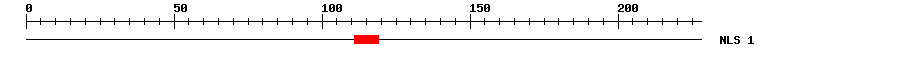 NLS