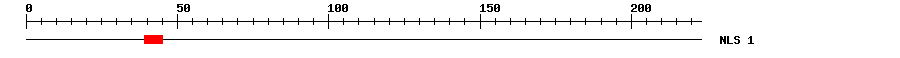 NLS