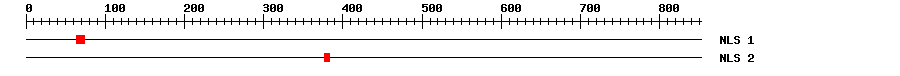 NLS
