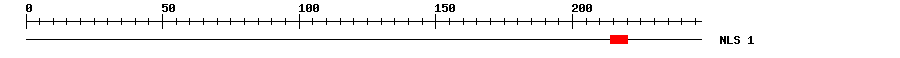NLS
