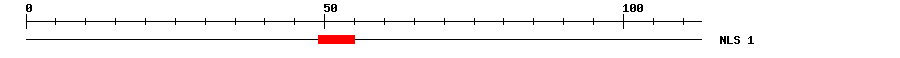 NLS