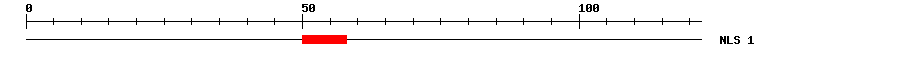 NLS