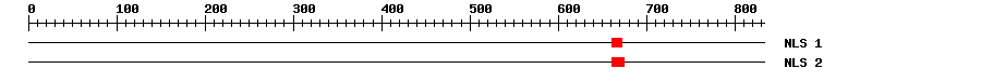 NLS