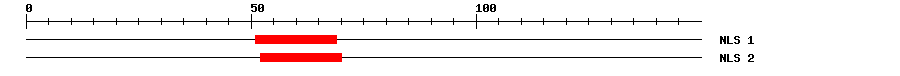 NLS