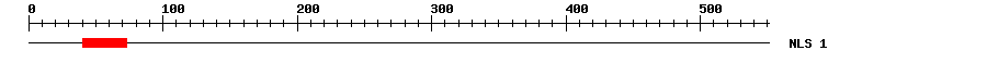 NLS