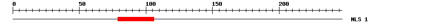 NLS