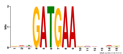 Motif logo
