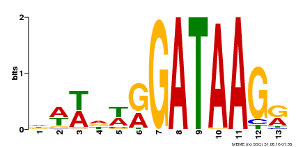 Motif logo