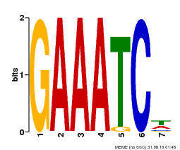 Motif logo