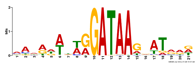 Motif logo