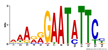 Motif logo